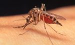 West Nile virus 2018: due casi nel Milanese, quinta vittima in Veneto