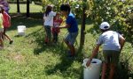 Vendemmia a Cuggiono: ci pensano i bambini