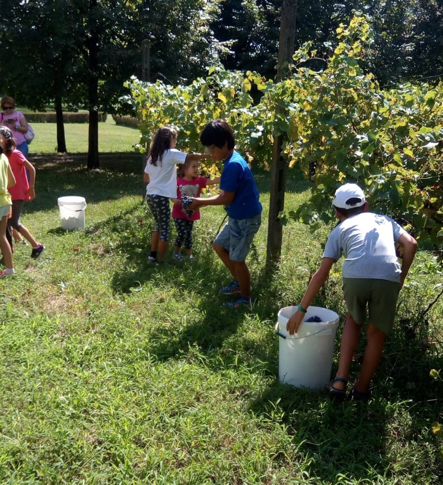 Vendemmia a Cuggiono: ci pensano i bambini