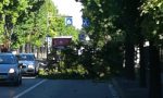 Albero caduto su via Colombo, disagi per la circolazione