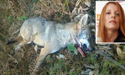 “La caccia va abolita”. E in Veneto ammazzano anche i lupi