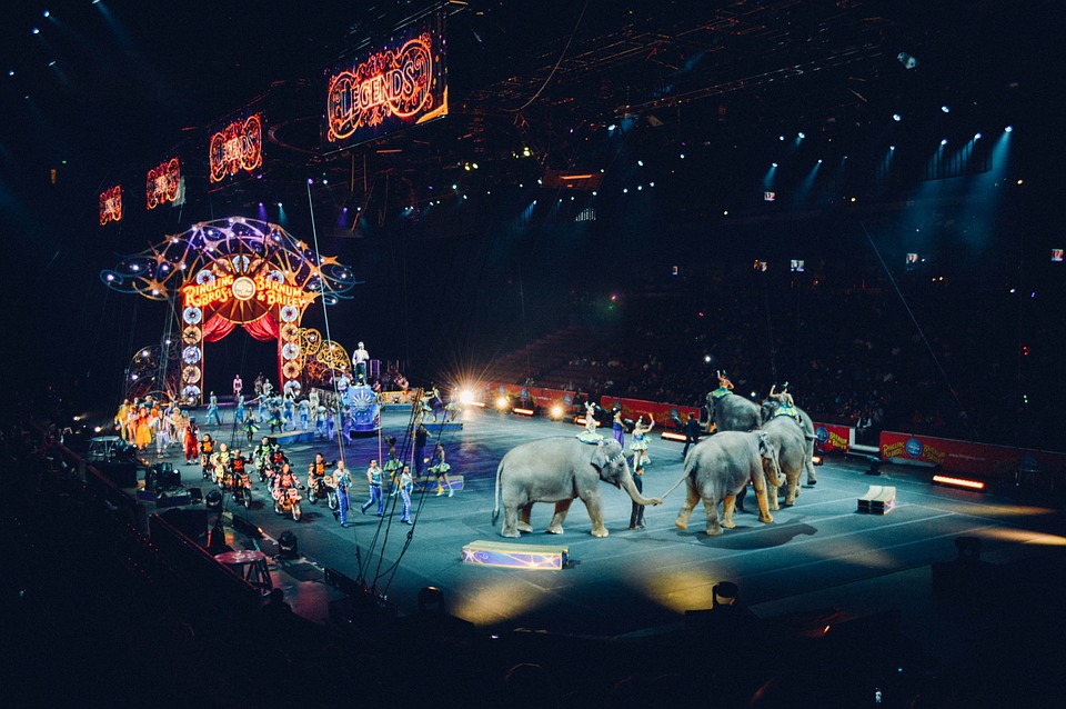 Circo a Saronno: gli animalisti interrogano il sindaco