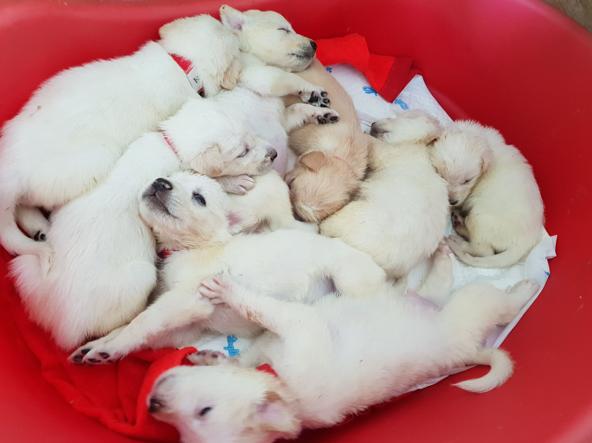 Adottato a Rho uno dei cuccioli di Luce, la cagnetta simbolo degli animalisti