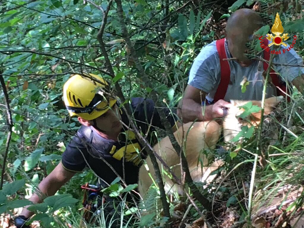 Cane cade in un crepaccio, il salvataggio dei Vigili del Fuoco