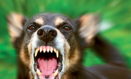 Aggressività canina: due corsi per imparare a gestirla