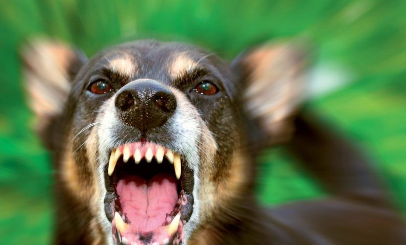 Aggressività canina: due corsi per imparare a gestirla