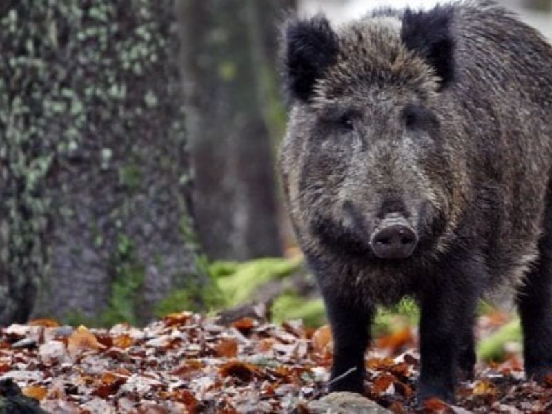 Emergenza cinghiali, Federcaccia: “Specie invasive cresciute, siamo a disposizione”