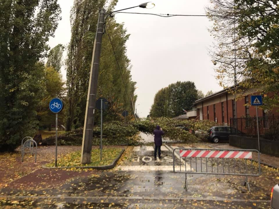 Albero caduto per il maltempo, sfiorata la scuola
