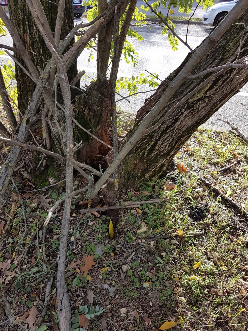 Albero pericolante, intervengono Polizia locale e pompieri