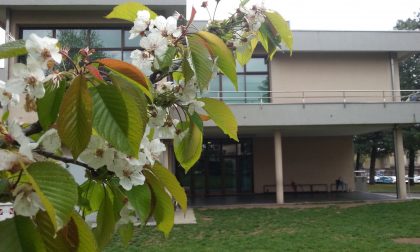 Scuola chiusa, stop lezioni alla Signorelli