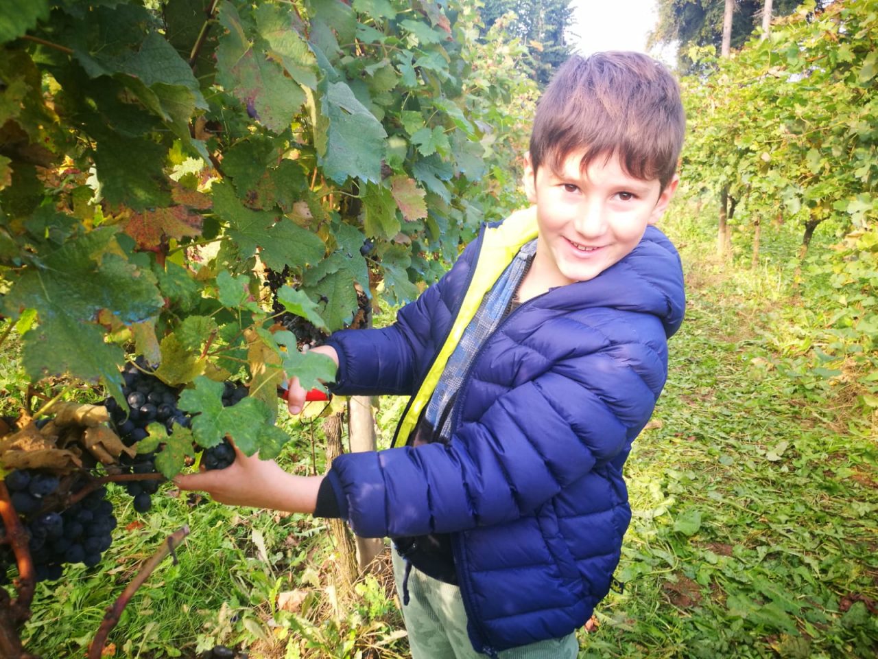 Vino tradatese, vendemmia da 20 quintali