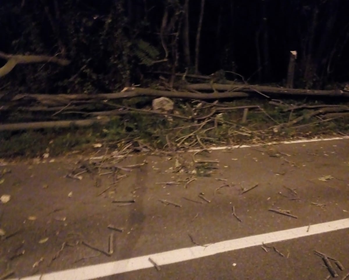Forti raffiche di vento, albero caduto a Villastanza