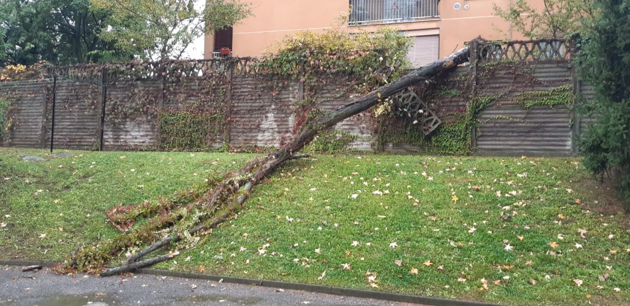 Crolla un albero a San Vittore: paura tra i condomini FOTO