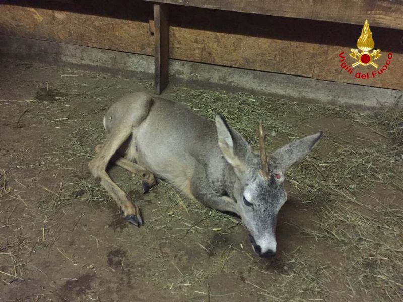 Trovato capriolo ferito al centro della strada, arrivano i pompieri
