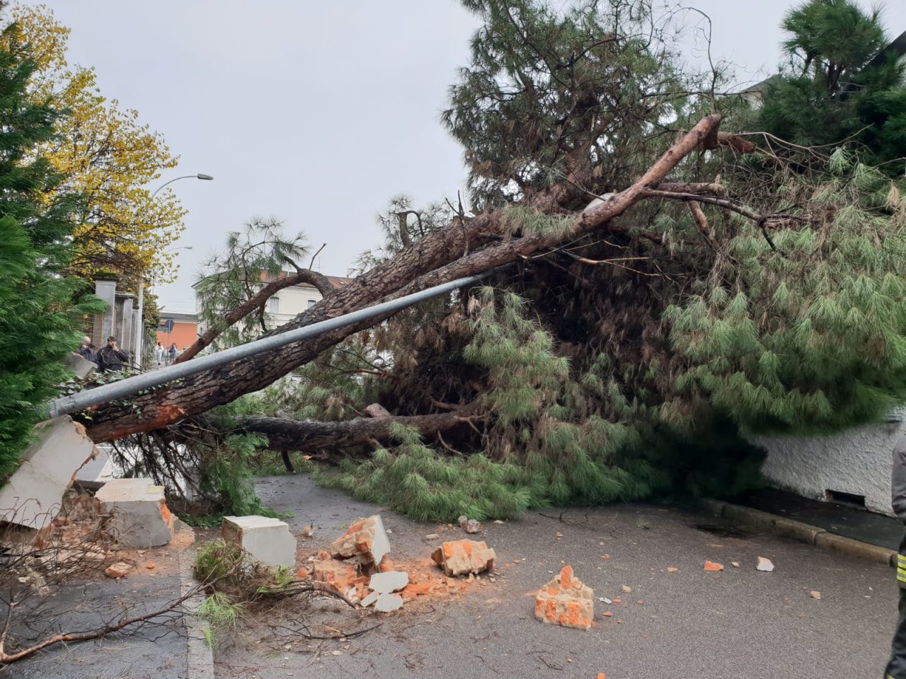 Troppe piogge: albero caduto sulla strada