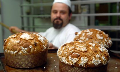 Gusto e scienza in Frera: panettone artigianale o panettone industriale?