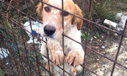 Cani abbandonati a Turate: blitz degli animalisti FOTO
