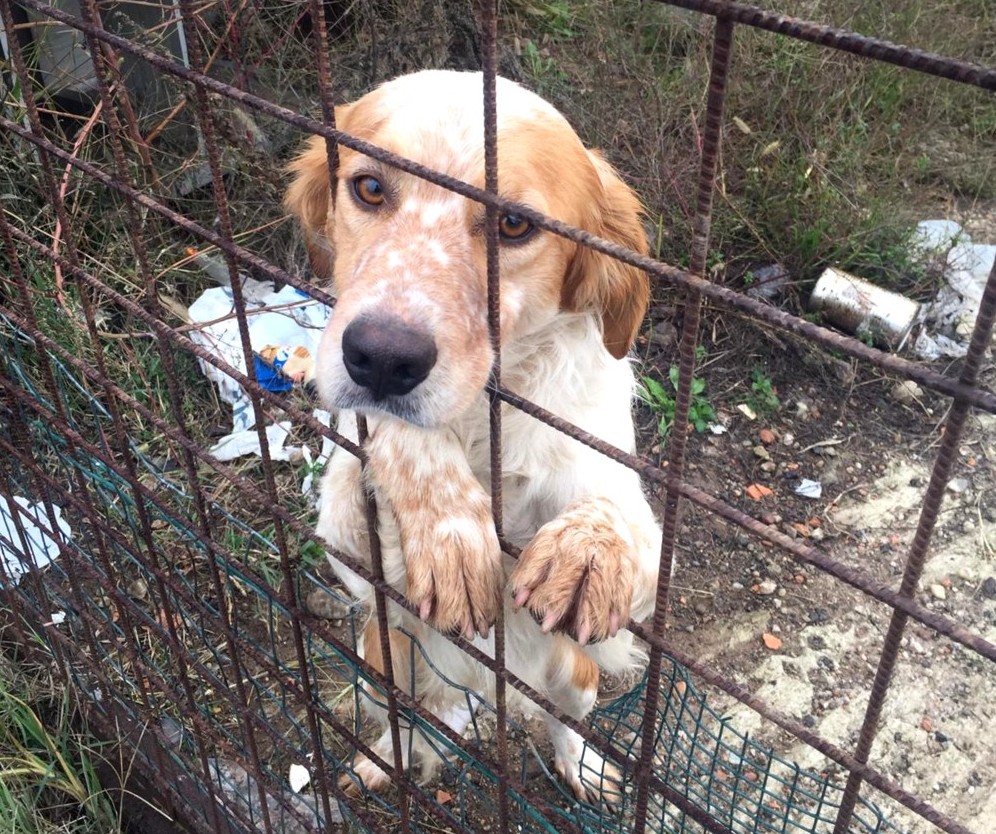 Cani abbandonati a Turate: blitz degli animalisti FOTO