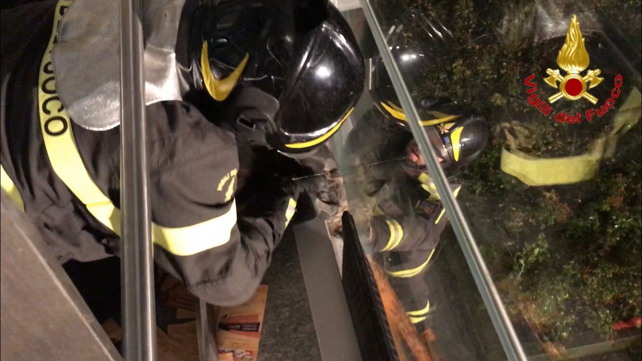 Gatto incastrato nelle vetrate di un centro commerciale FOTO e VIDEO