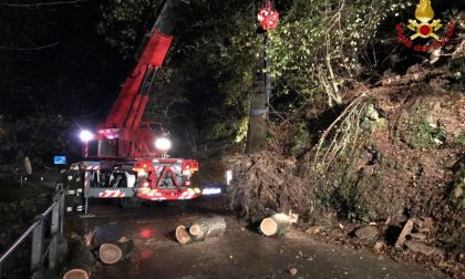 Cade grosso albero, interrotta la sp62 a Rancio Valcuvia FOTO