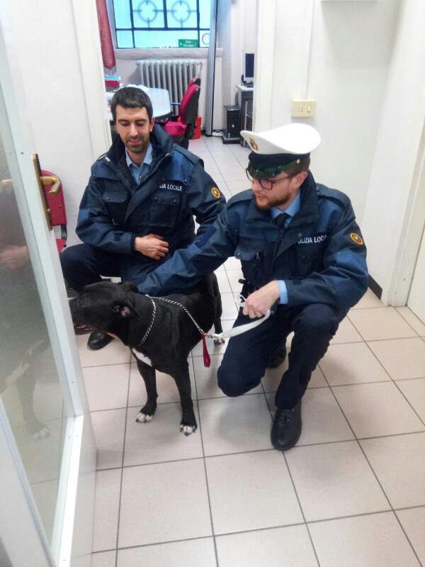 Pitbull semina il panico nei negozi di Tradate