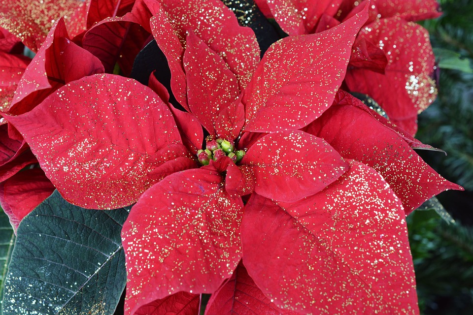 Parabiago, la magia del Natale in uno spettacolo