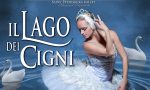 Il Lago dei Cigni approda al Teatro di Varese VIDEO