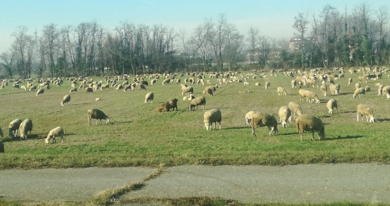 Pecore a spasso nei campi lungo la provinciale