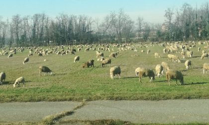 Pecore a spasso nei campi lungo la provinciale