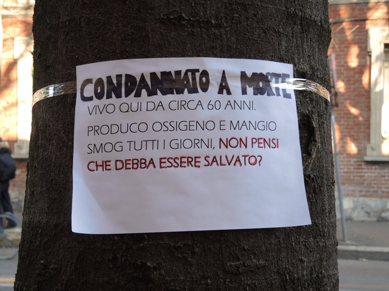 Taglio alberi via Roma, Tu@ Saronno: “Ferita che non sarà dimenticata”