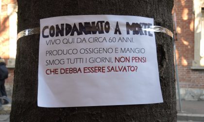 Taglio alberi via Roma, Tu@ Saronno: "Ferita che non sarà dimenticata"