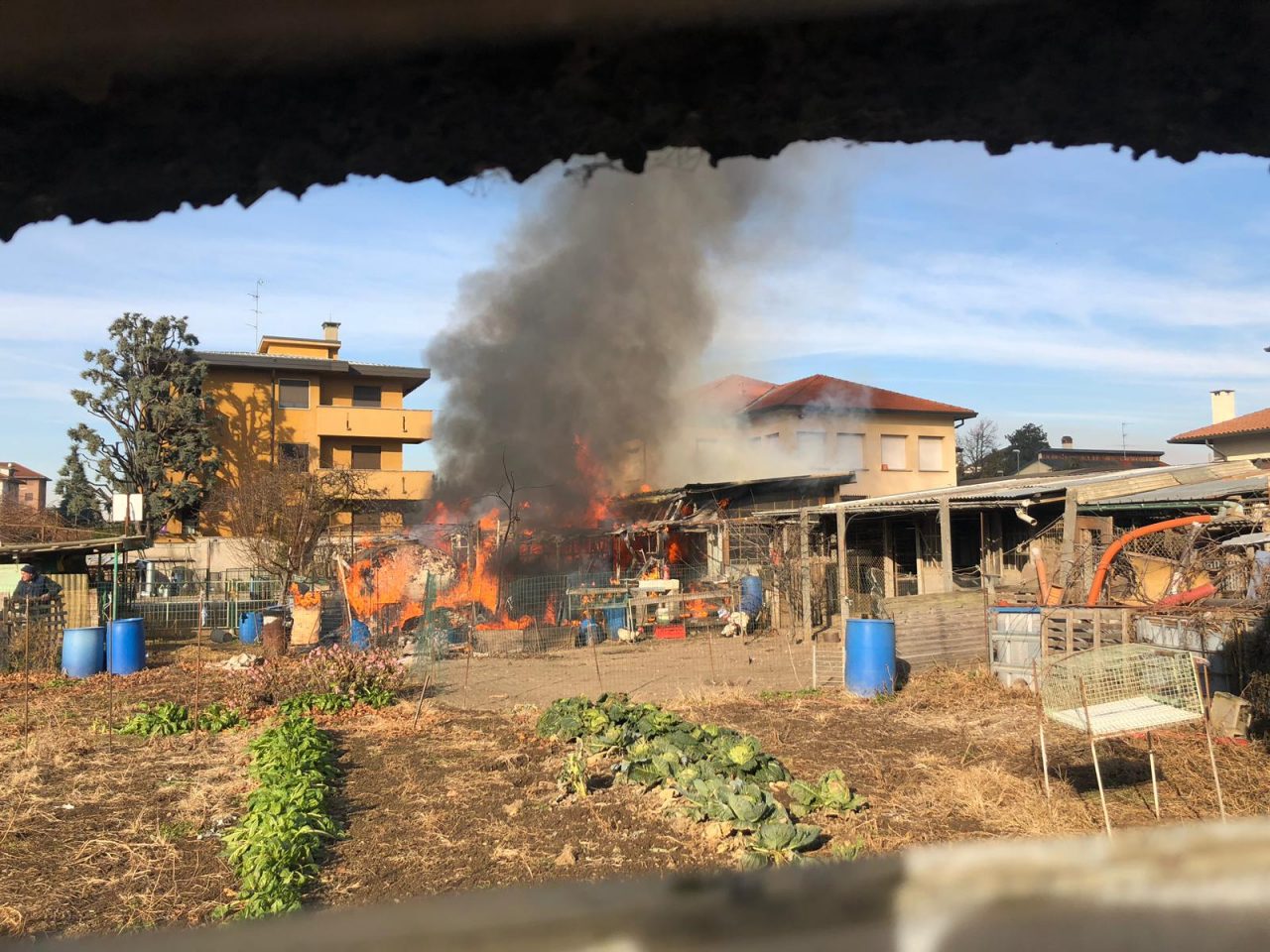 Incendio a Parabiago, strage di animali FOTO e VIDEO