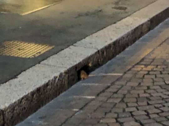 Topi in centro a Legnano: gli avvistamenti dei cittadini