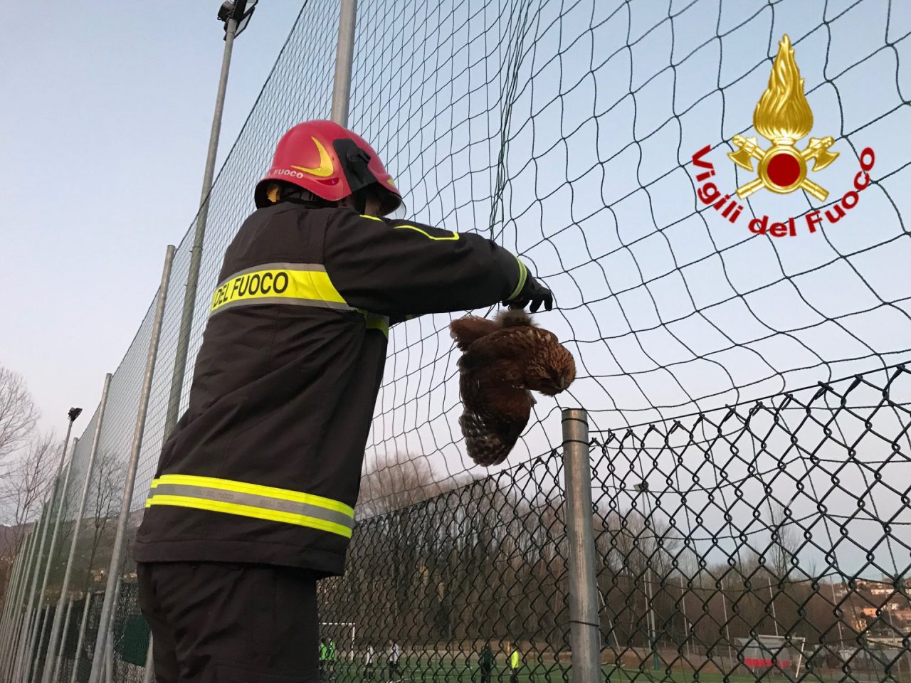 Gufo impigliato in una rete al campo sportivo di Germignaga FOTO e VIDEO