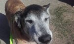 Adottiamo Charly: un cagnolone anziano buonissimo che ha passato la vita in canile