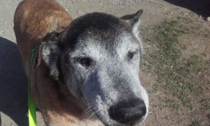 Adottiamo Charly: un cagnolone anziano buonissimo che ha passato la vita in canile