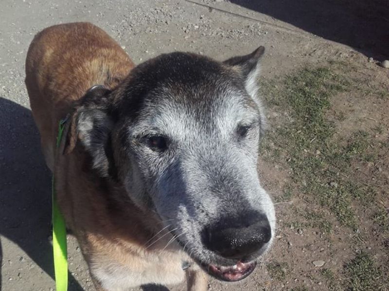 Adottiamo Charly: un cagnolone anziano buonissimo che ha passato la vita in canile