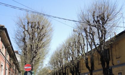 Respinto il ricorso, i bagolari di via Roma si possono tagliare. La palla passa ad Airoldi