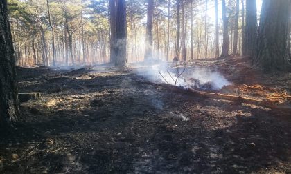 Incendio nei boschi Abbiate, fuoco domato ma non cala l'attenzione