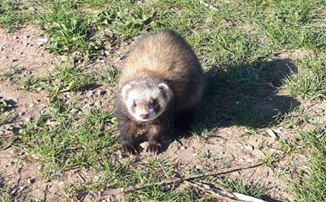 Ritrovato il furetto scomparso: Margot torna a casa