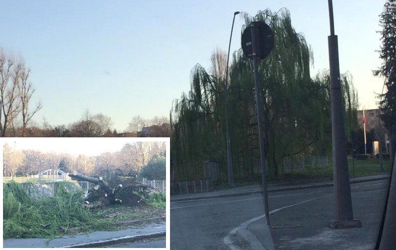 Salice simbolo di Legnano sradicato dal vento FOTO e VIDEO