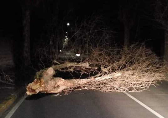 Albero spezzato dal vento cade su via Vittorio Veneto