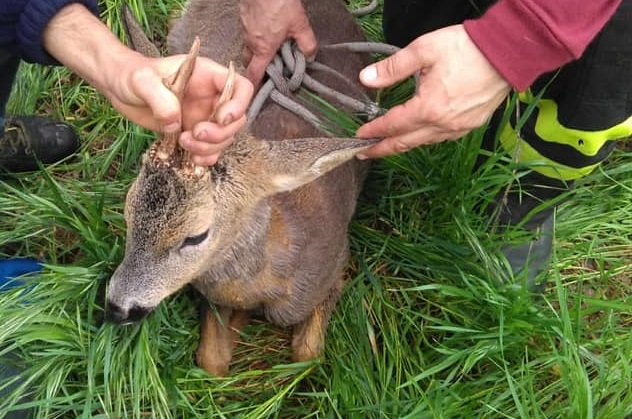 Cerbiatto Cade Nel Naviglio Salvato Dai Pompieri Foto Prima Saronno