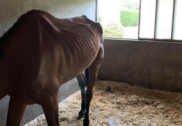 Cavalli denutriti e pelle ossa, caos sul Centro Ippico