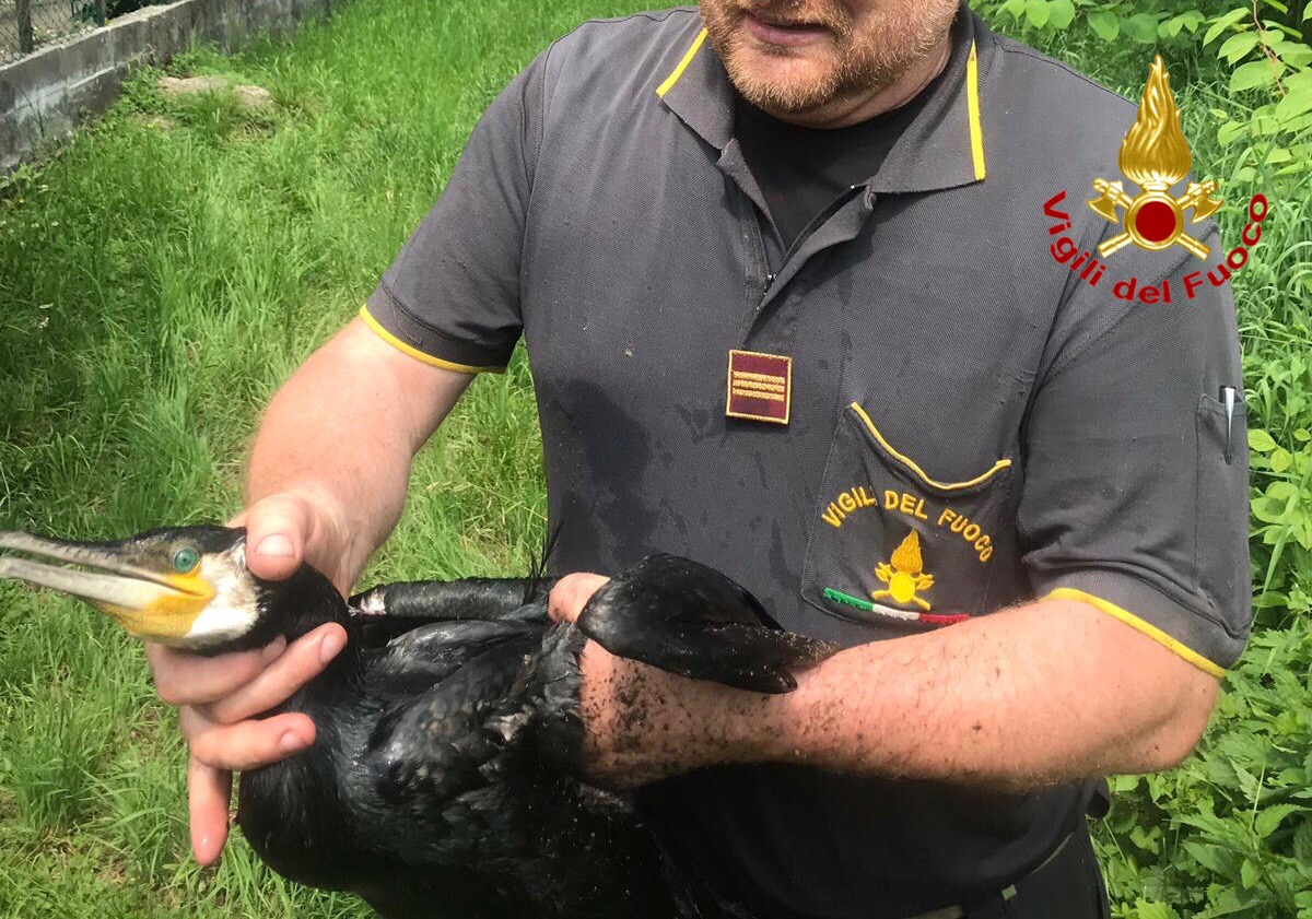 Cormorano in un pozzo salvato dai pompieri