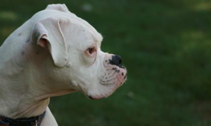 Abbandona il cane in auto al caldo: denunciato 29enne