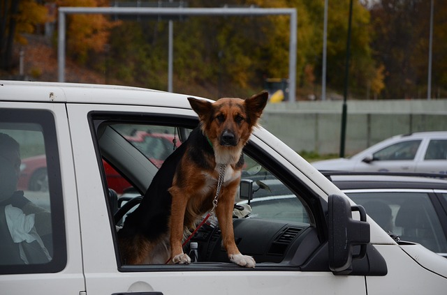Cinque consigli per viaggiare con il cane in auto