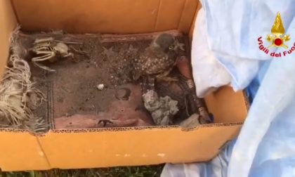 Pompieri eroi salvano un gufo intrappolato VIDEO