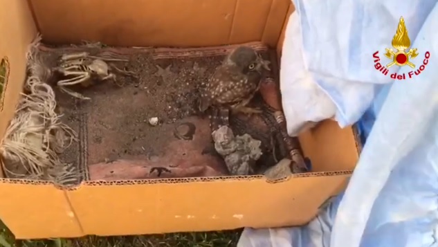 Pompieri eroi salvano un gufo intrappolato VIDEO