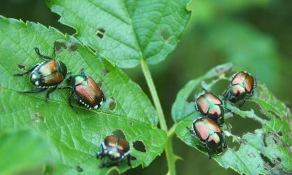 Popillia Japonica anche a Saronno, ecco come fermarla